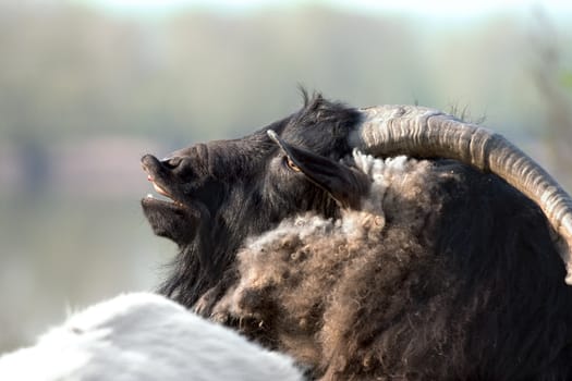 Old goat, the leader of herd