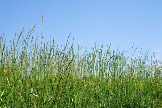 Green herb on a background of the dark blue sky