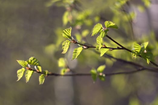 the first spring leaves - shallow depth of field
