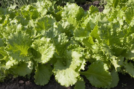 Green salad growing in a garden