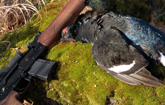 Gun and black grouse on a background of a birch