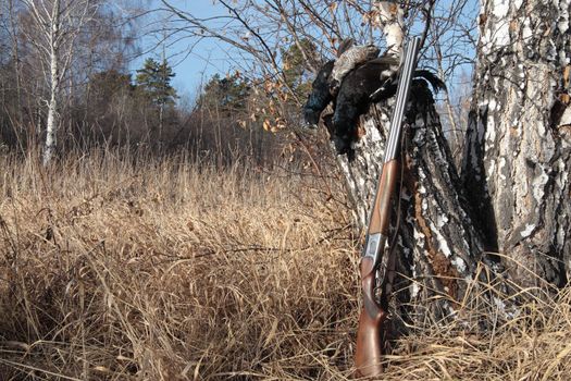 Gun and black grouse on a background of a birch