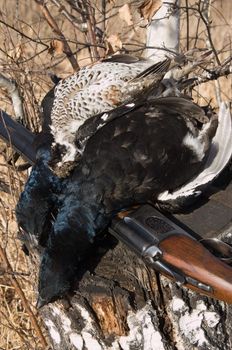 Gun and black grouse on a background of a birch