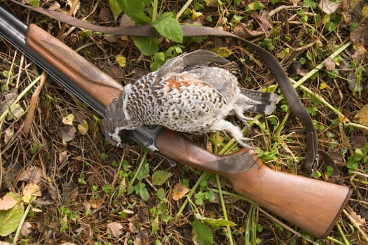 Old gun and the hazel grouse