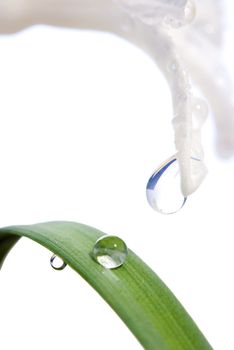 Water Drop