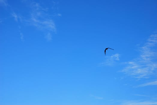 flying eagle on the blue sky