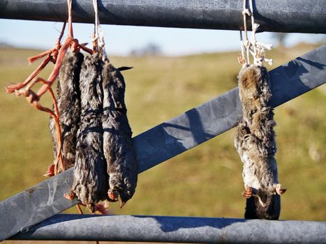 dead moles on a gate, dales, superstition