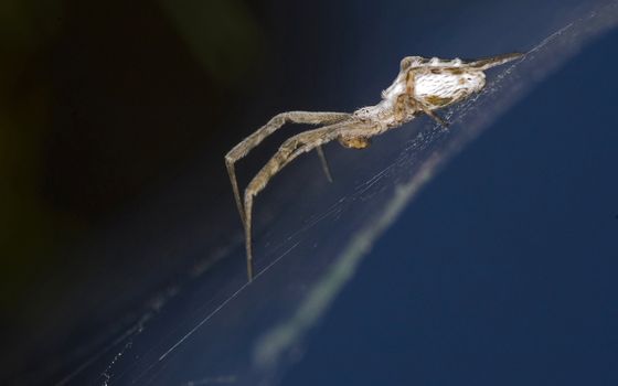 Close up on spider in the field