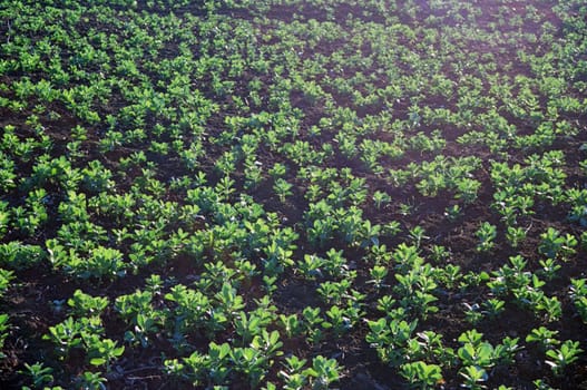 field with first crop in spring with sunlight falling over it