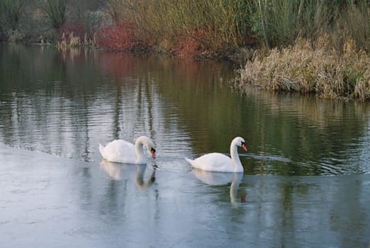 two swans on wintry lake