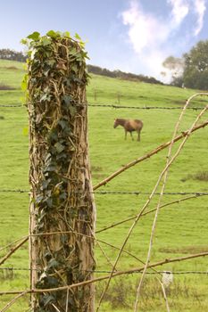 image of a calm horse in the farm eating