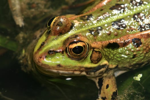 Frog closeup in the nature