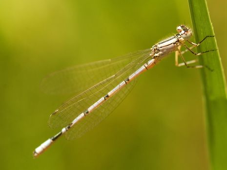 close up on dragonfly in the field