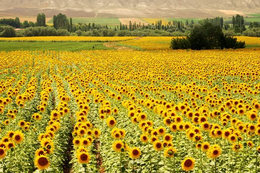 sun flower fields in the turkish countryside