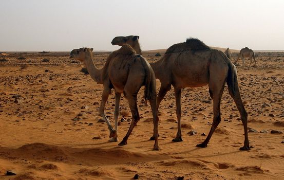 Camels in the Sahara desert