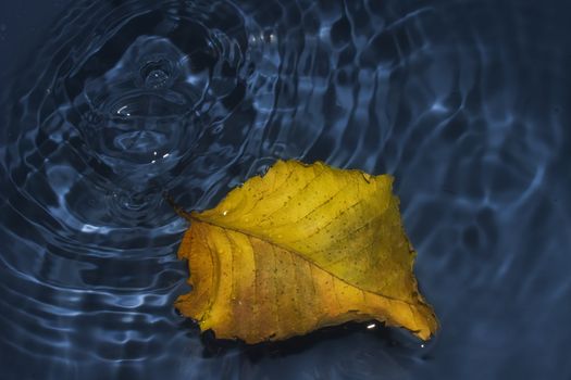 Poplar leaf on water