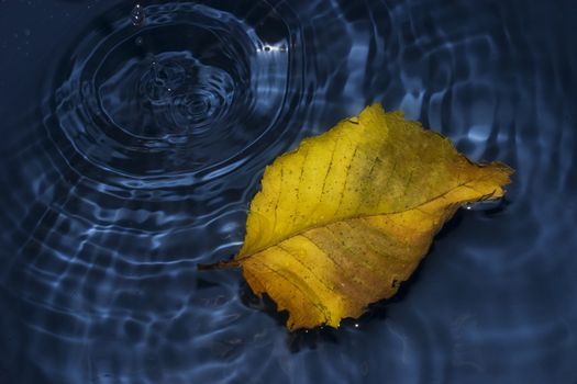 Poplar leaf on water