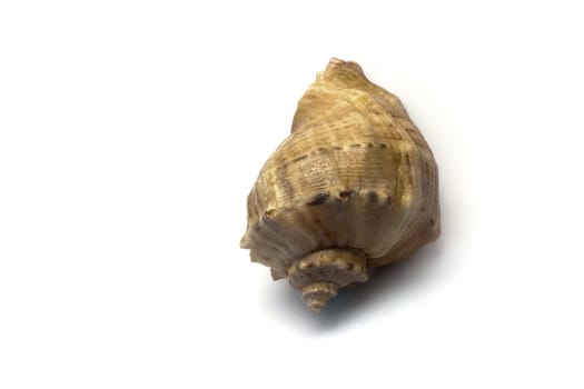 The seashell on a white background