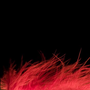 Fragment of a red feather on a black background
