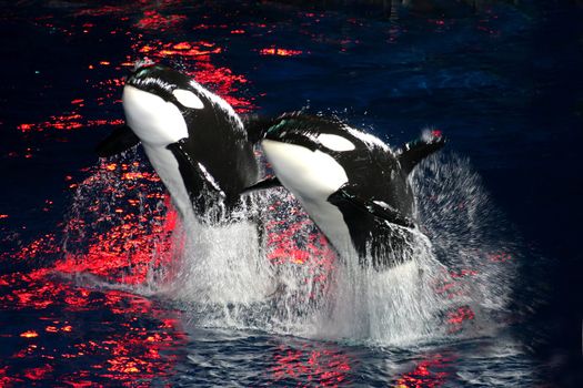 2 Killer Whales jumping in the air at night with bright red light.