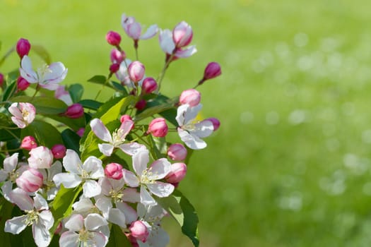 Apple tree blossom on deep green grass