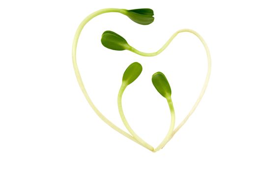 Sunflower sprouts making a healthy heart