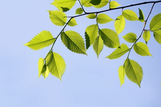 Elm branch against blue sky, with copy-space