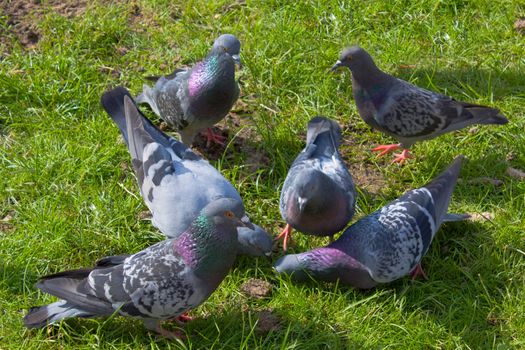 Many grey-winged pigeons are photographed on a green grass