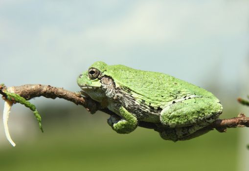 green tree frog on the limb of a cedar tree