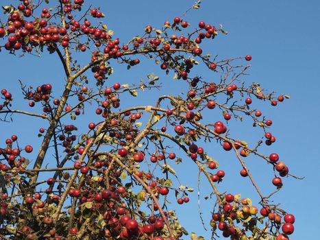 Fresh ripe red apples on a tree branch in the orchard