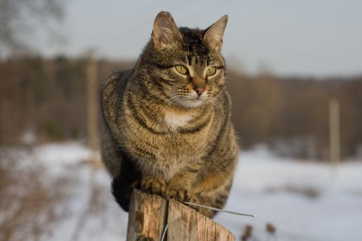 Grey tabby cat on a fence in winter in the country
