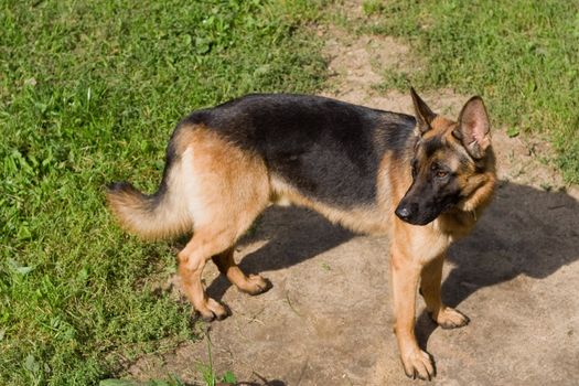 German shepherd on green field
