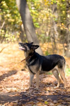 Dog looks at its master
