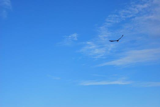 flying eagle on the blue sky