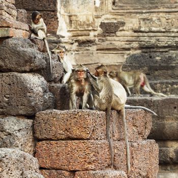 monkey resting on the ancient stone wall