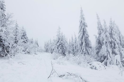 Frozen fir-tree forest in the mountains. Cloudy weather.