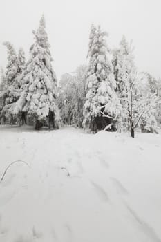 Frozen fir-tree forest in the mountains. Cloudy weather.