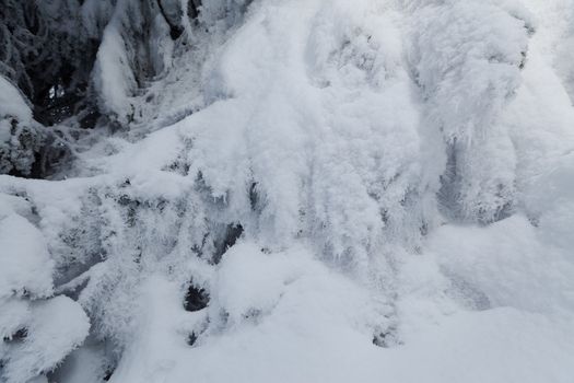 Frozen fir tree background covered with snow