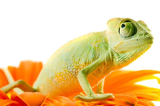 Chameleon on flower