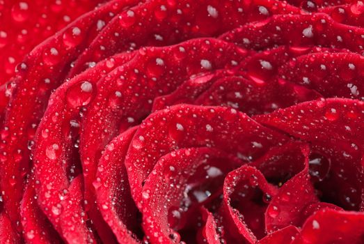 Red scarlet flowering rose with droplets allover