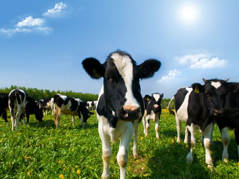 cows in a meadow