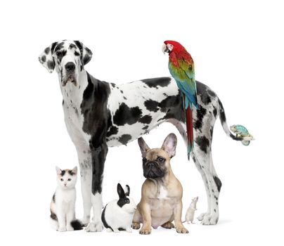 Group of pets - Dog,cat, bird, reptile, rabbit -  in front of a white background