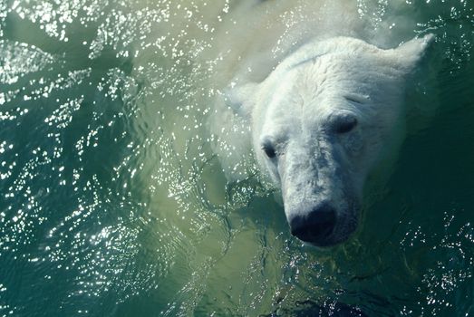 Polar bear in water