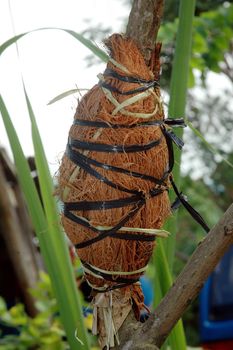 transplants in plant trees