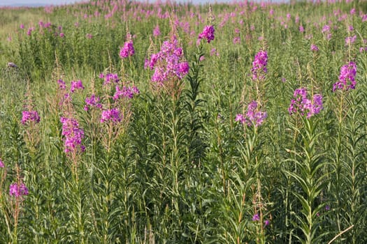 Herb Chamaenerium angustifolium,  the Russian name of kiprej or ivan-chaj