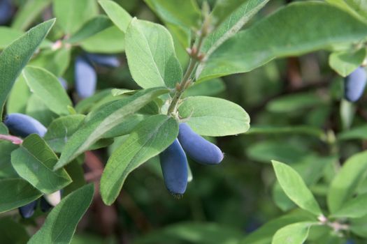 branch of honeysuckle with ripe berry

