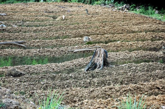 farmlands in the tilling