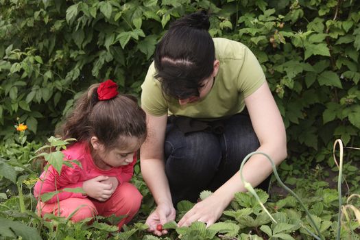 The little girl with mum collect in a garden a strawberry