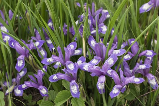 The curative plant " iris versicolor " is applied in the medical purposes