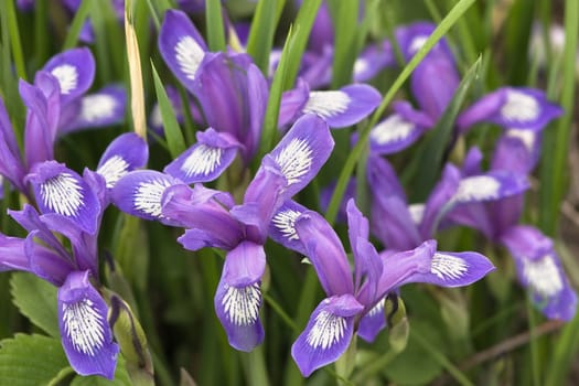 The curative plant " iris versicolor " is applied in the medical purposes